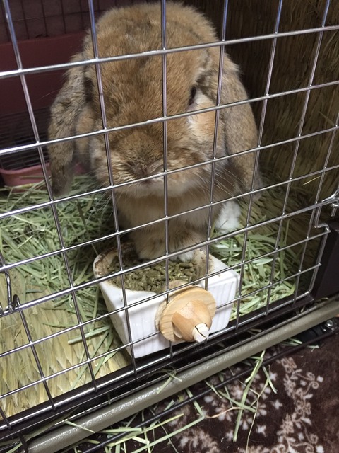 ぼんたくん