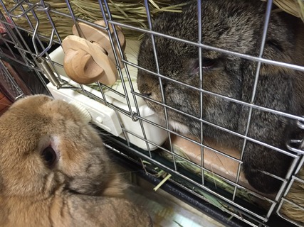 とわちゃんの弟達のぼんた&奏太