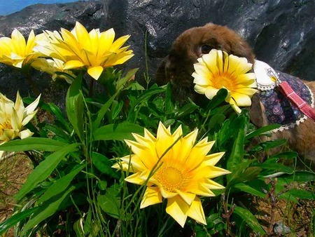 ���֤��椫�餳��ˤ���