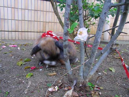 ���쥤���쥤������