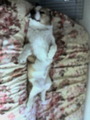20120103112945