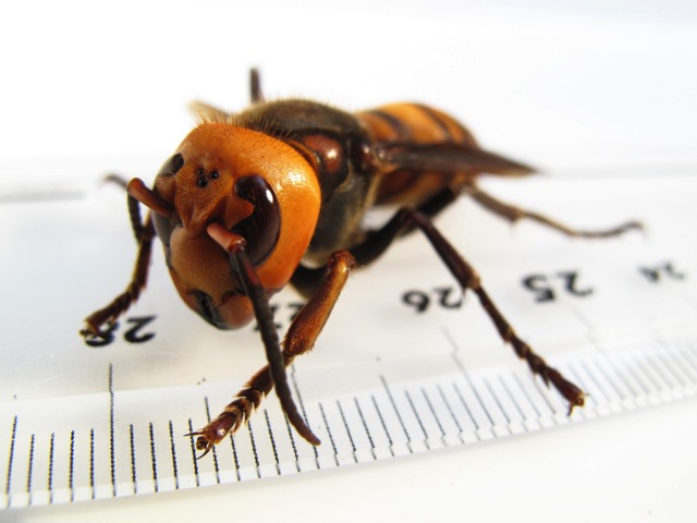 Vespa_mandarinia_japonica_IMG_7629.JPG Vespa mandarinia japonica IMG 7629