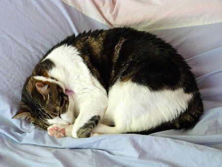 cat-2092451__340