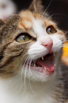 animal-17430__340