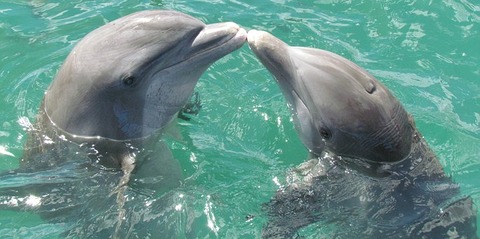 dolphin-1974975__340