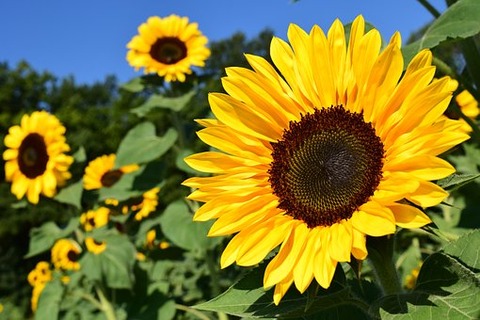 sunflower-1627193__340