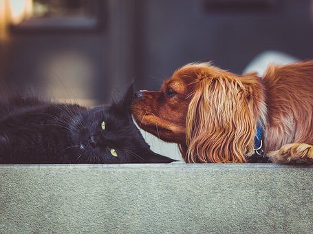 cat-2603395__340