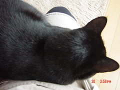 hiza