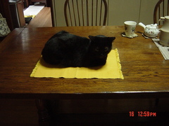 neko-denner