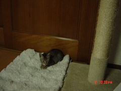pepper