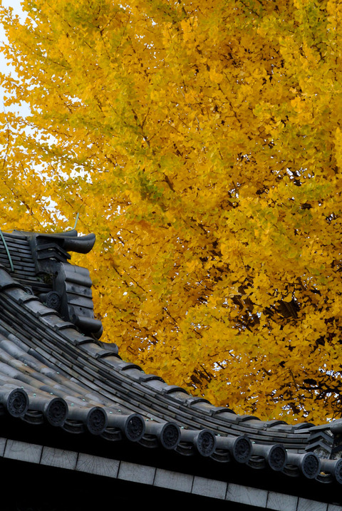 ICHO_HONGANJI-09