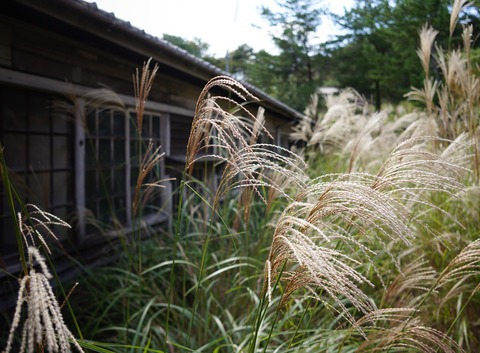 SHIGARAKI_YAKIMONO-5