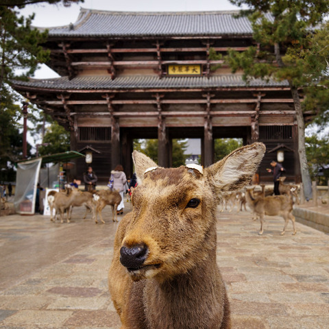 TODAIJI_TEMPLE-1