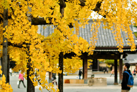 ICHO_HONGANJI-05