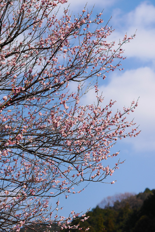 HATSUSE_HANANOKI-5