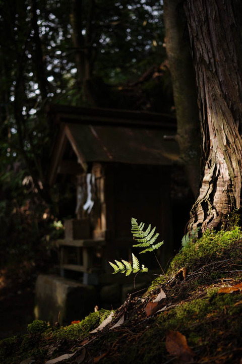IGA_ICHINOMIYA-8