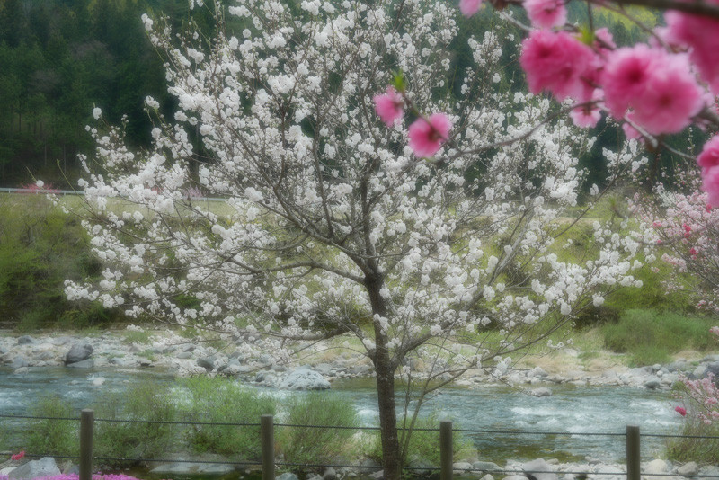 HANAMOMO_HIDA-7