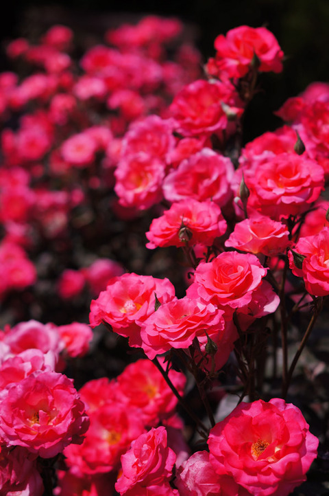 FLOWER_ROSE-4