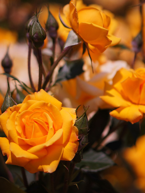 FLOWER_ROSE-6