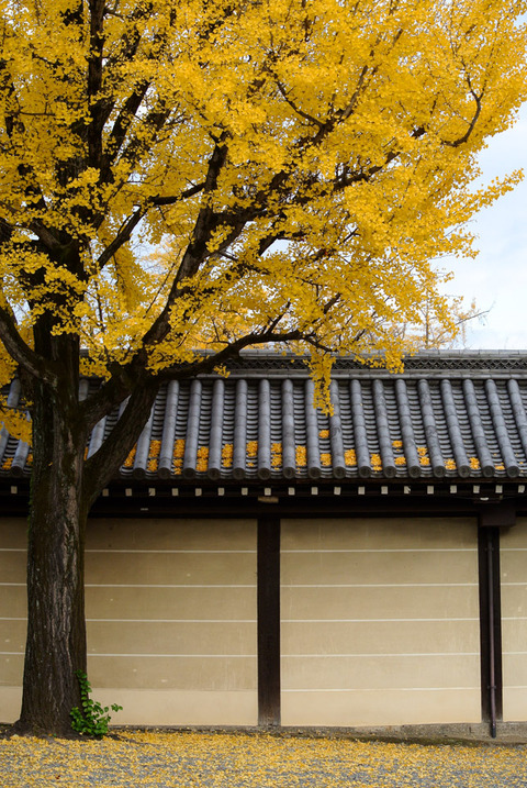 ICHO_HONGANJI-04