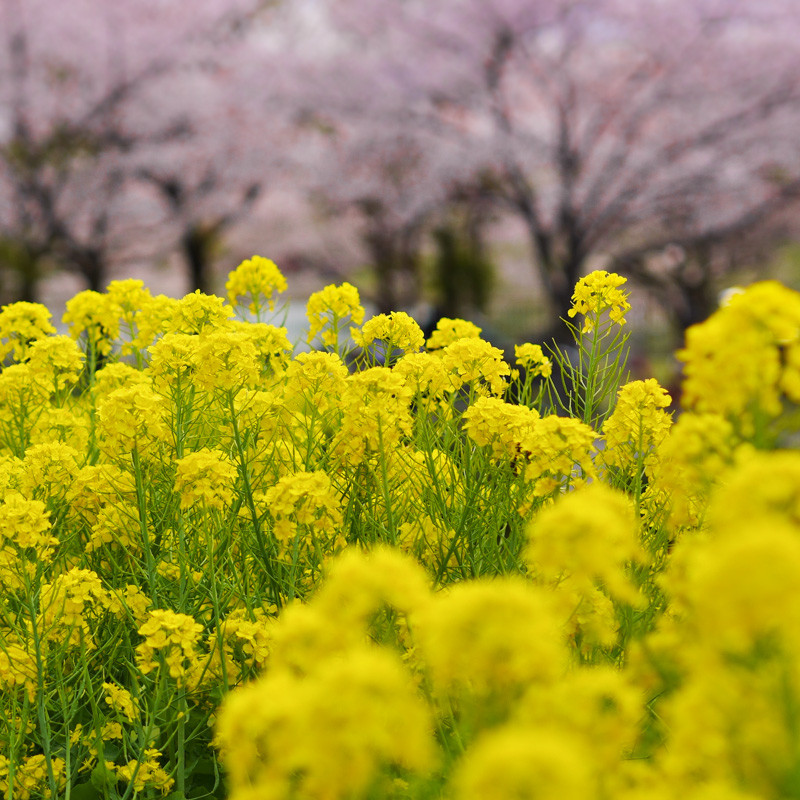 TSURUMI_FLOWER-1
