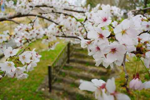 KONJO_SPRINGFLOWER-2
