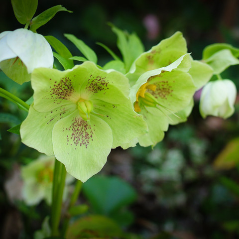 KONJO_SPRINGFLOWER-5