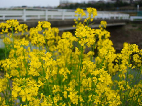 KONJO_SPRINGFLOWER-1
