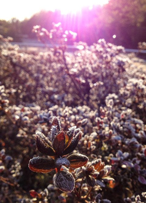 MORNING_WALK-2