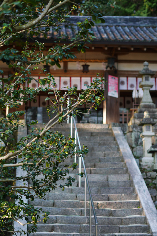 HATSUSE_KOMAINU-6