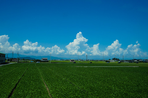 HIKONE_KONKIJO-08270