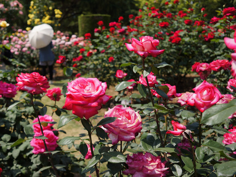 FLOWER_ROSE-1