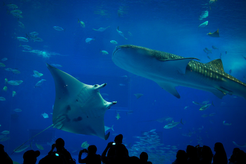 JINBEIZAME_MANTA-2