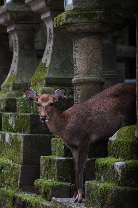 Kasuga_Taisha-4