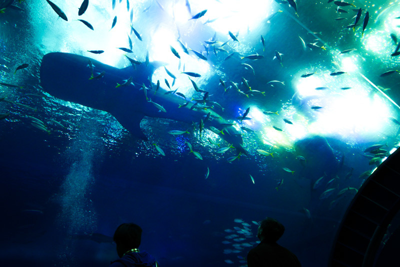 JINBEIZAME_MANTA-1