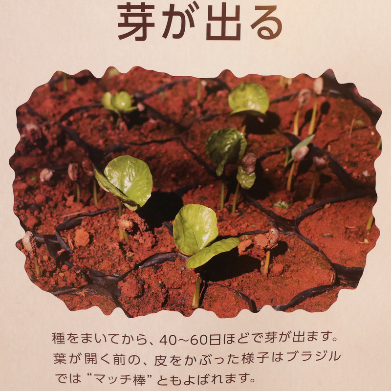 UESHIMA_COFFEE-10