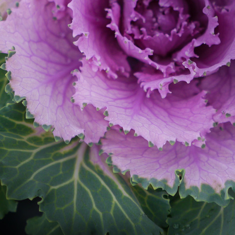 LUMIX_G5_HS12035-2