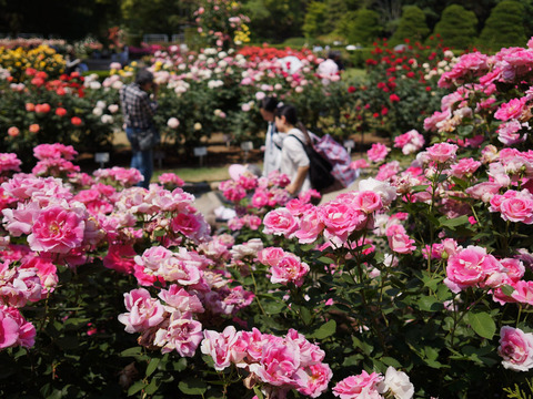 FLOWER_ROSE-2