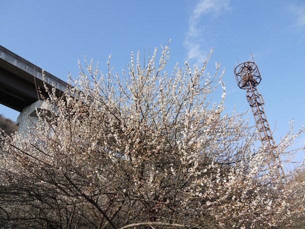 20110402006