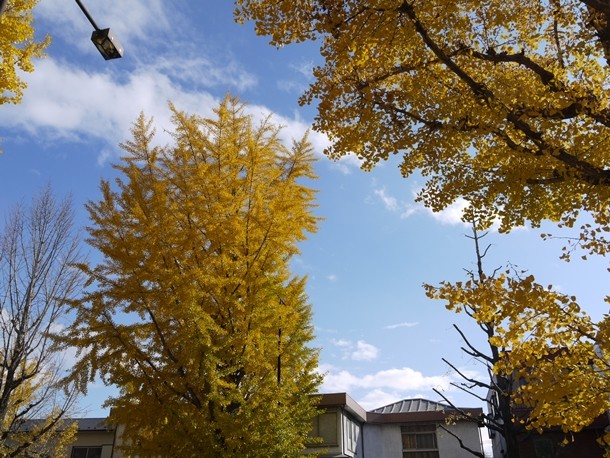 20101120008