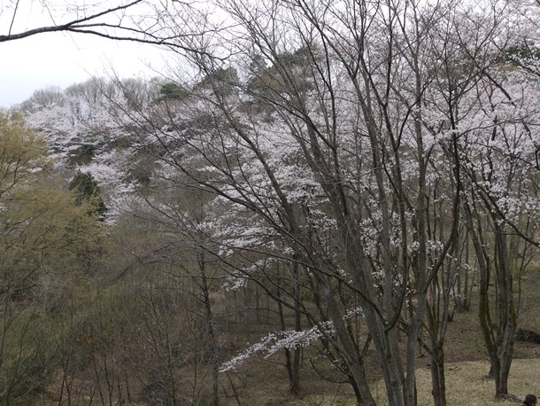20110421008