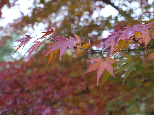 20101205_2_004