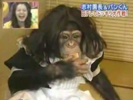チンパンジーのパン君 メイドになります 動物動画専科