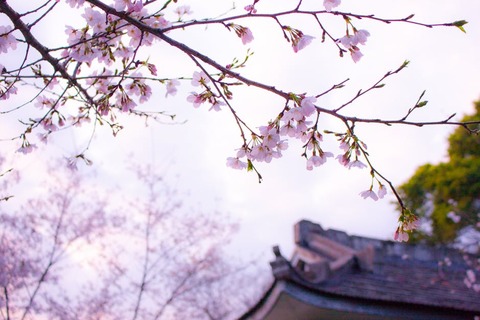 花_桜pexels-photo-356269