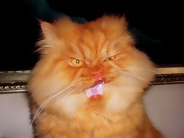 変顔 動物 犬 猫35