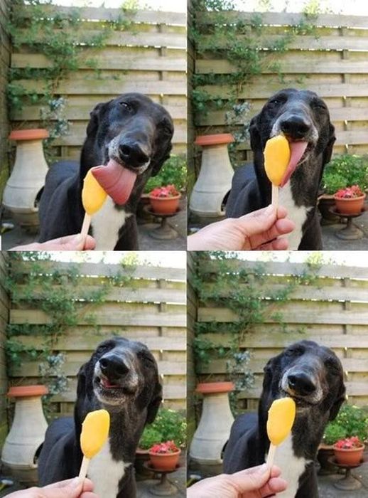 変顔 動物 犬 猫72