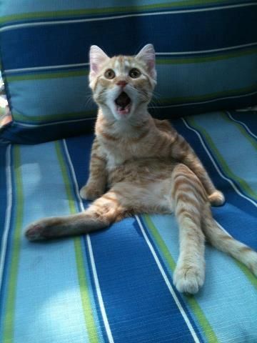 変顔 動物 犬 猫36