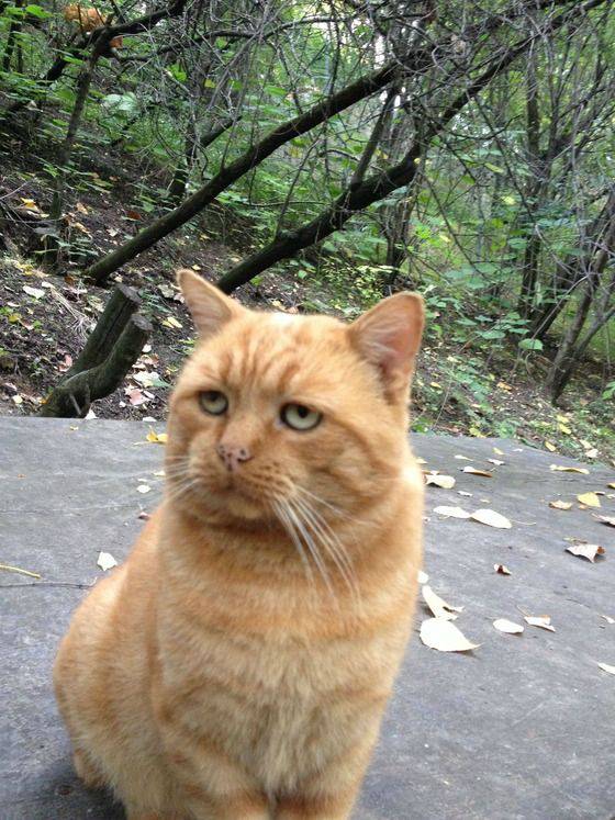 変顔 動物 犬 猫83