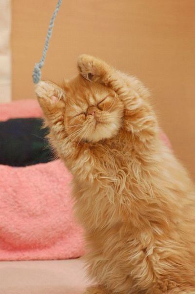 変顔 動物 犬 猫109
