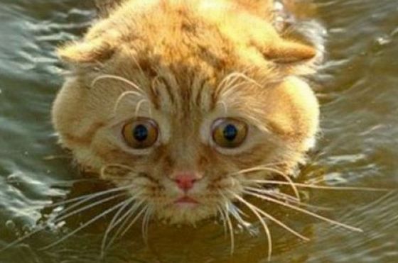 変顔 動物 犬 猫11